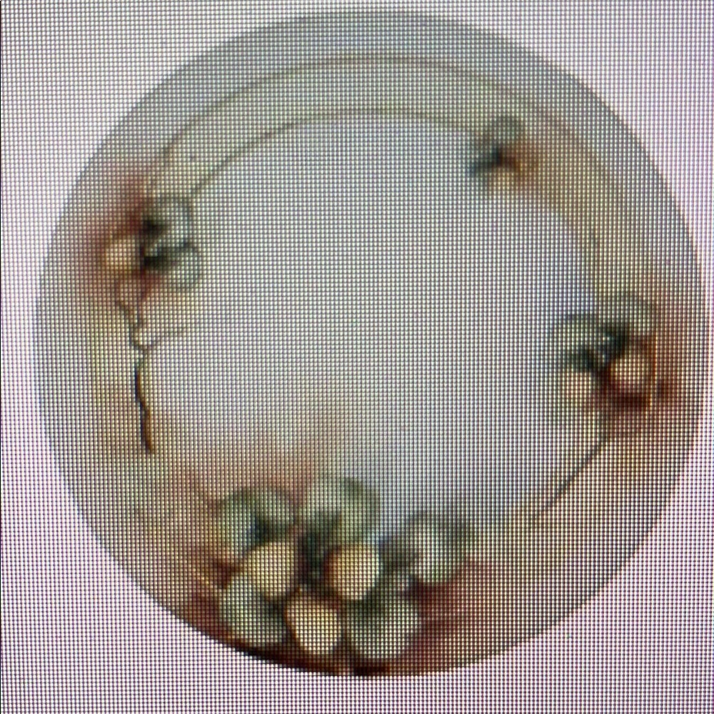Elegant Floral Dinner Plate